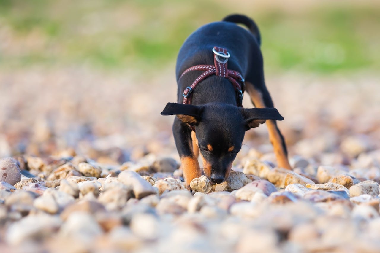 Schlingsucht Wenn Hunde alles fressen DAS FUTTERHAUS