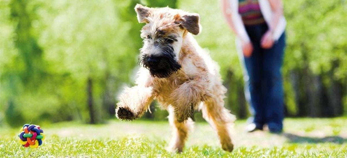 Wie Sie mit Ihrem Hund spielen können DAS FUTTERHAUS