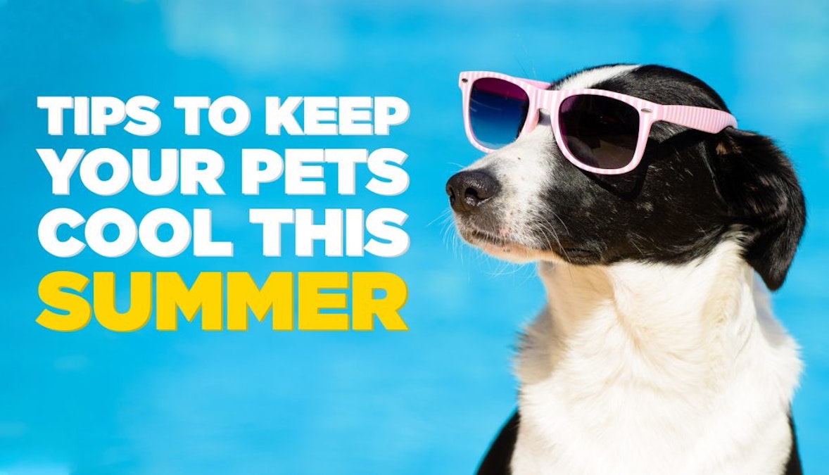 How To Keep Your Pets Cool this Summer