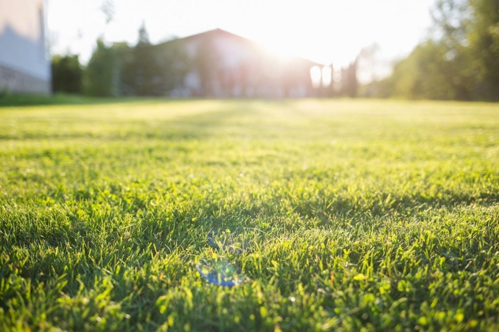 How to Create a New Lawn from Seed HSS Hire