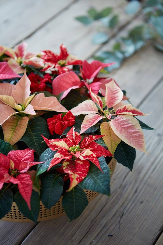 Stella Di Natale Princettia.La Carica Delle 100 E 50 Stelle Di Natale