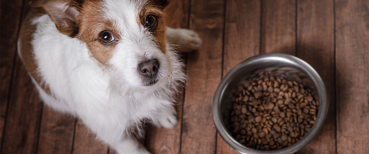 Futtermittelunverträglichkeit "Hilfe, mein Hund verträgt kein Getreide!"