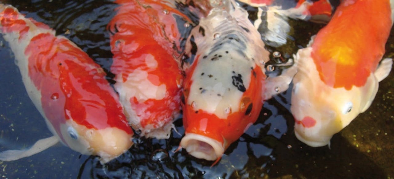 Koi Karpfen Haltungstipps Von Das Futterhaus