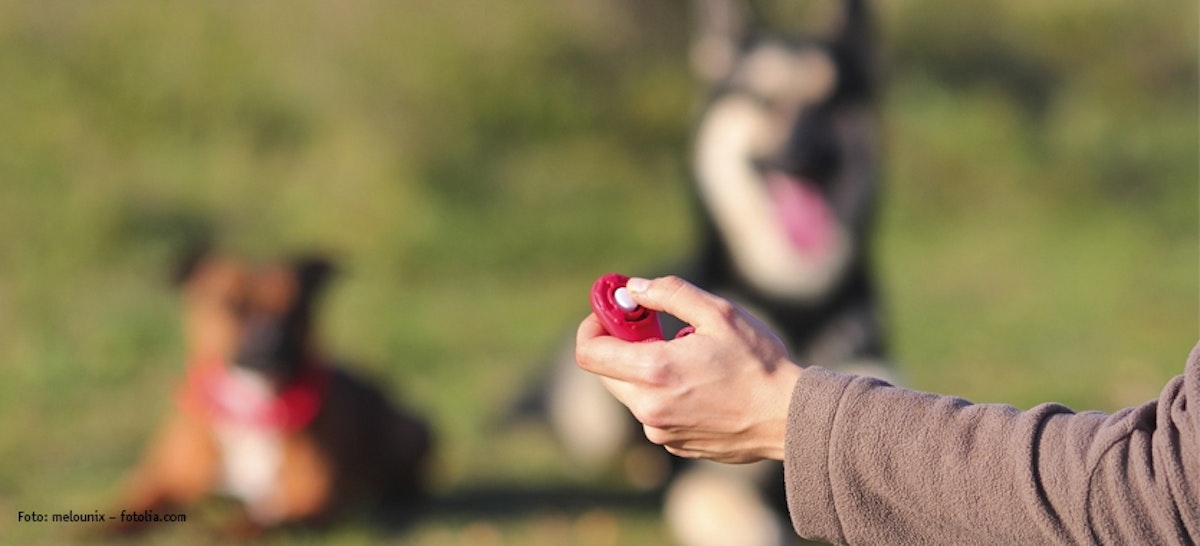 Clickertraining für Hunde Tierische Tipps von DAS FUTTERHAUS