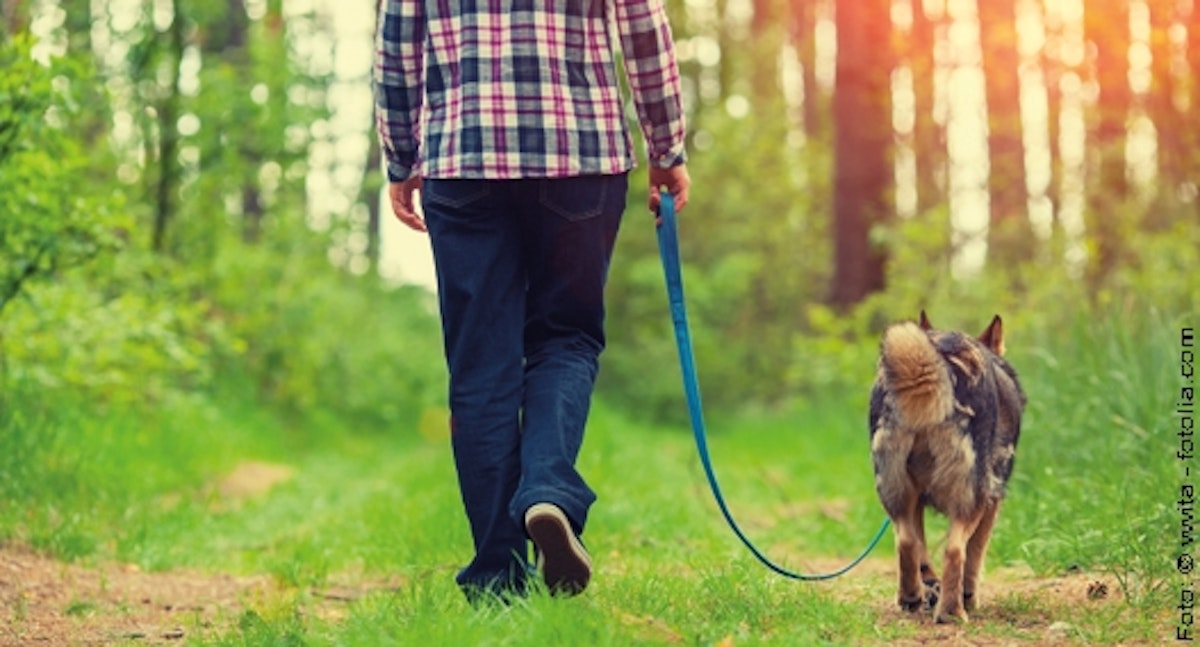 Tipps für den Hundespaziergang DAS FUTTERHAUS