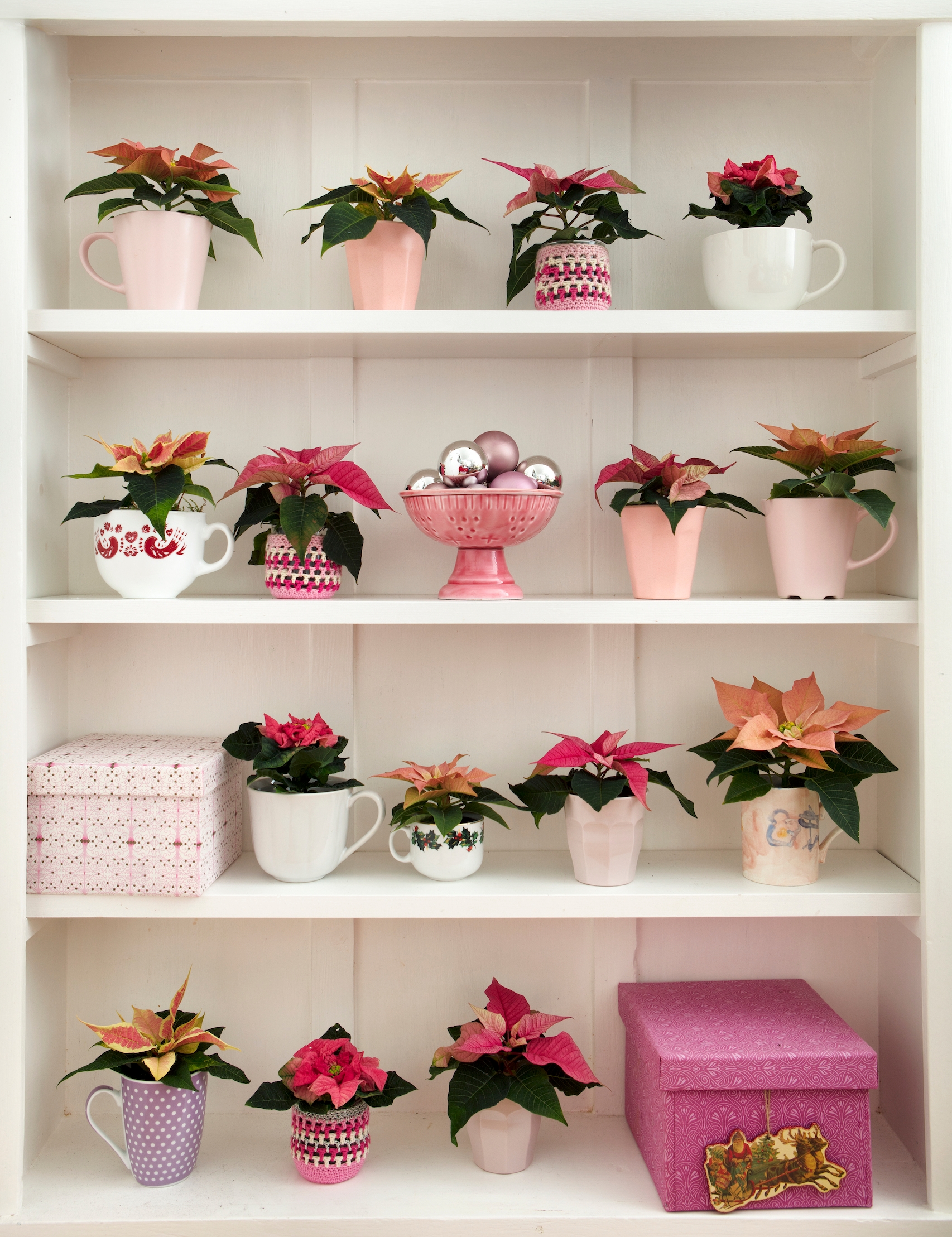 Pianta Stella Di Natale Finta.Hola Que Tal La Stella Di Natale E La Sua Eredita Messicana