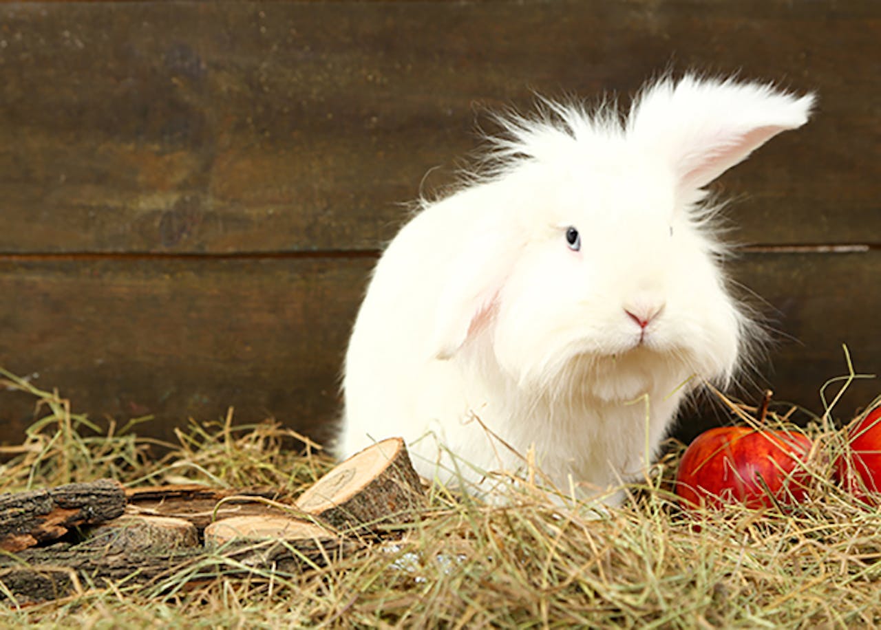 Allergie Einstreu Bei Nagern Tierische Tipps Von Das Futterhaus