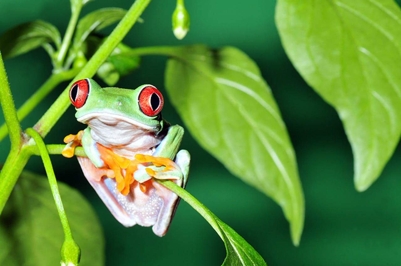 Der amerikanische Laubfrosch | Tierische Tipps von DAS FUTTERHAUS