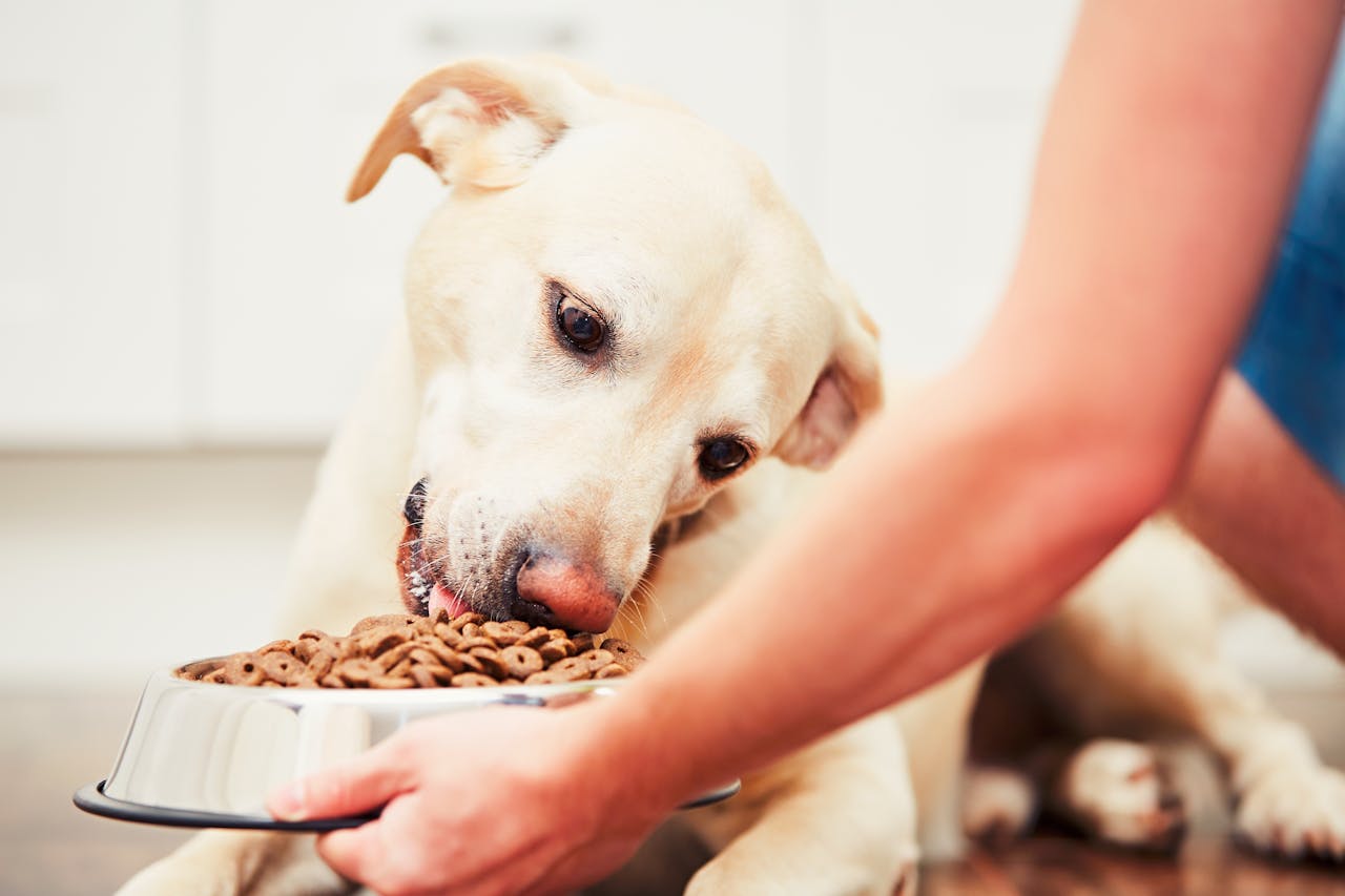 Hundefutter Mit Hohem Fleischanteil Das Futterhhaus