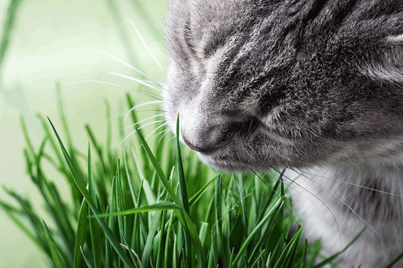 das katzengras tierische tipps von das futterhaus