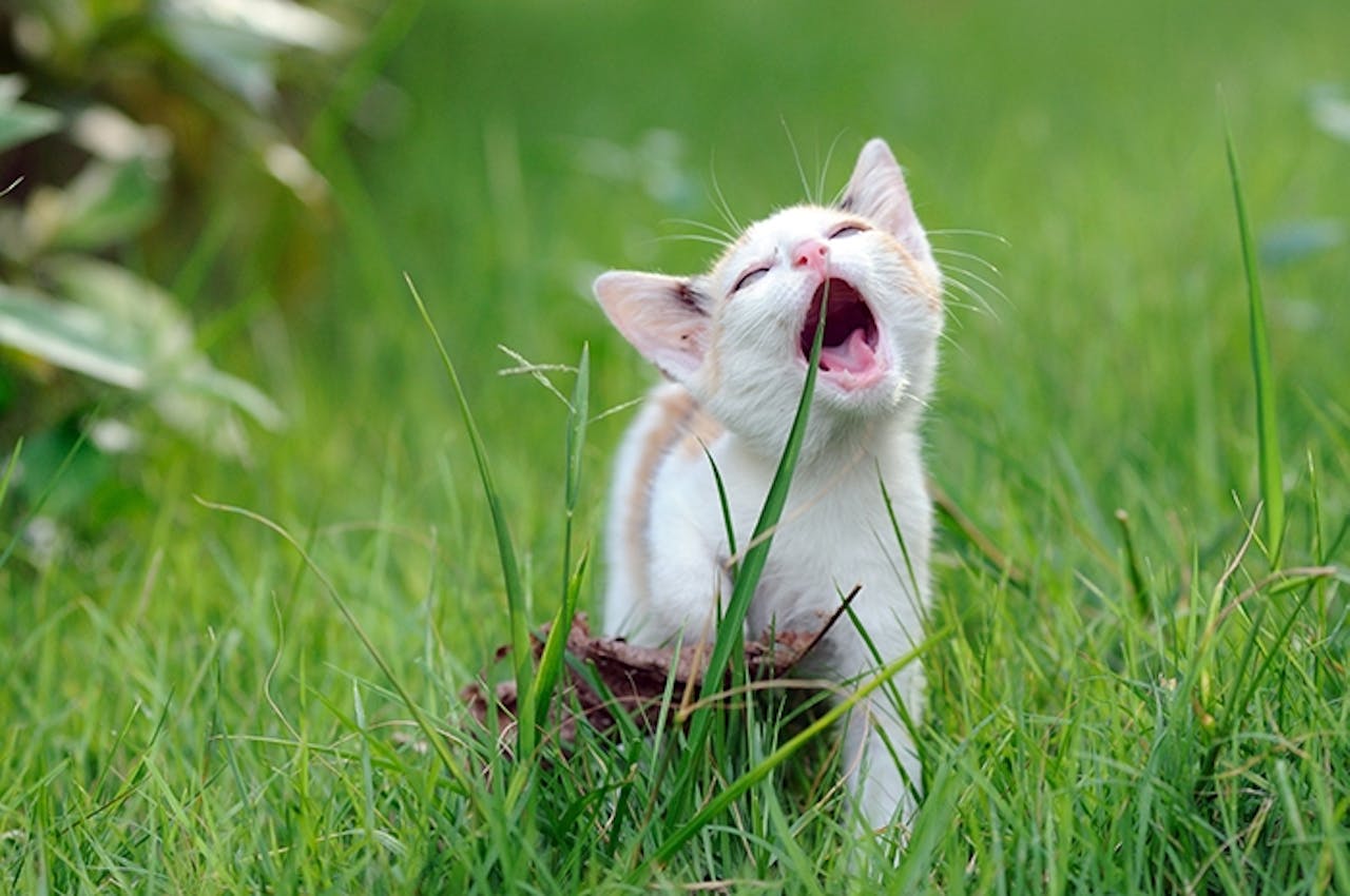das katzengras tierische tipps von das futterhaus