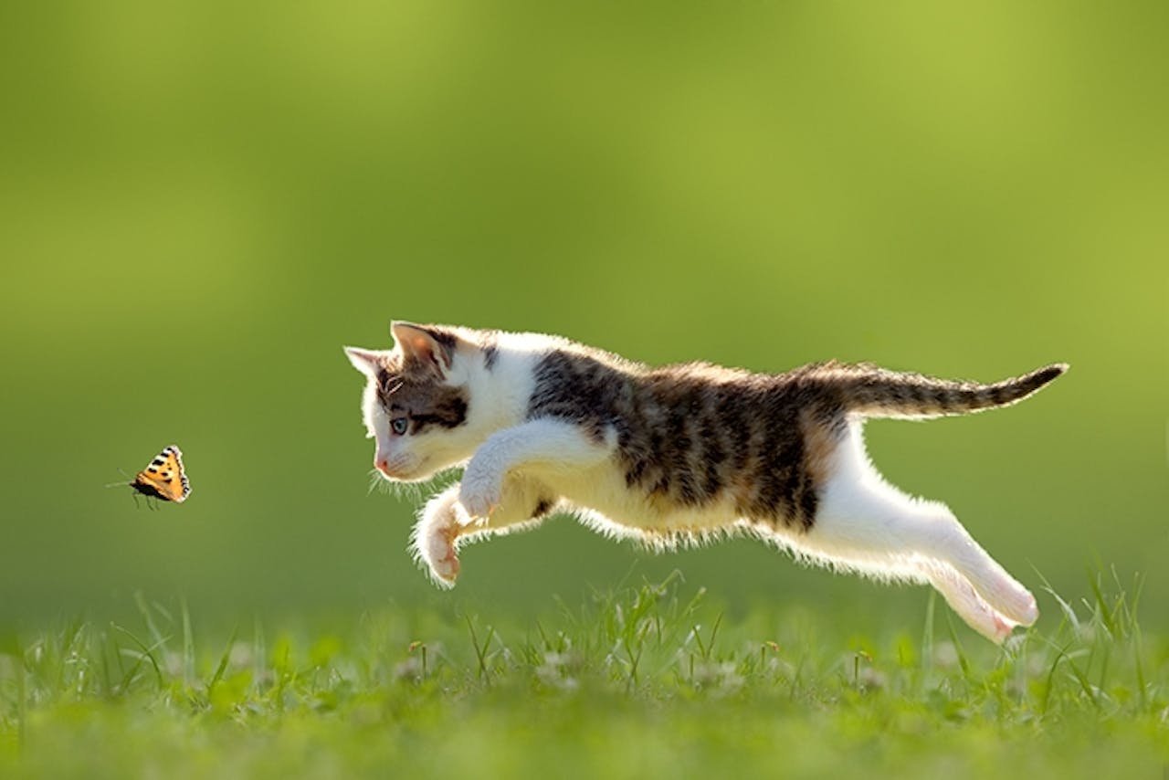 vom stubentiger zum freiganger tierische tipps von das futterhaus
