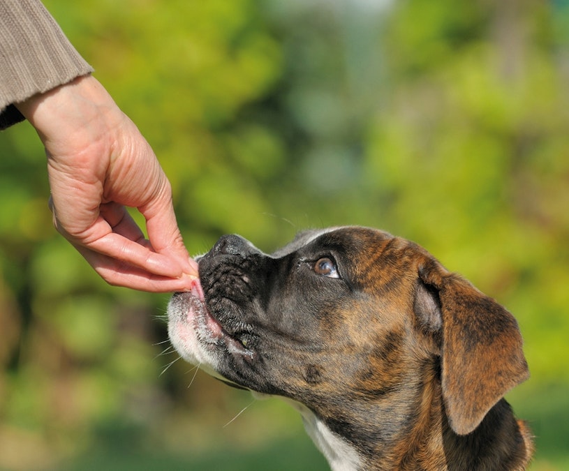 Den Hund richtig belohnen Tierische Tipps von DAS FUTTERHAUS