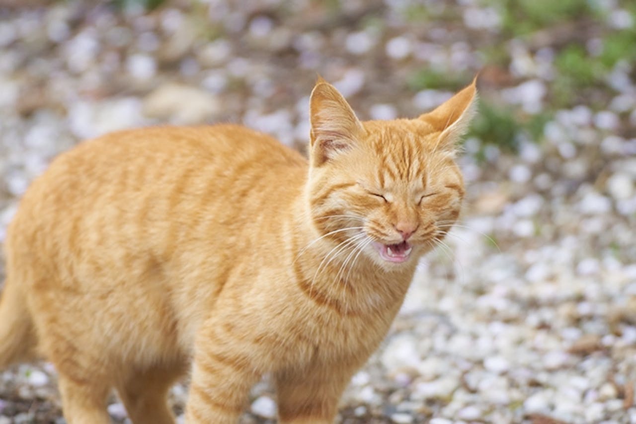 Erkaltung Bei Katzen Tierische Tipps Von Das Futterhaus