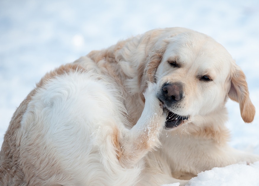 Pfotenpflege für Hunde im Winter DAS FUTTERHAUS