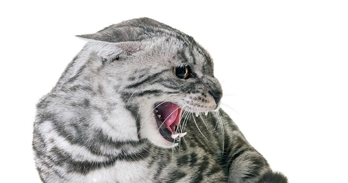 Die Körpersprache der Katzen Tierische Tipps von DAS FUTTERHAUS