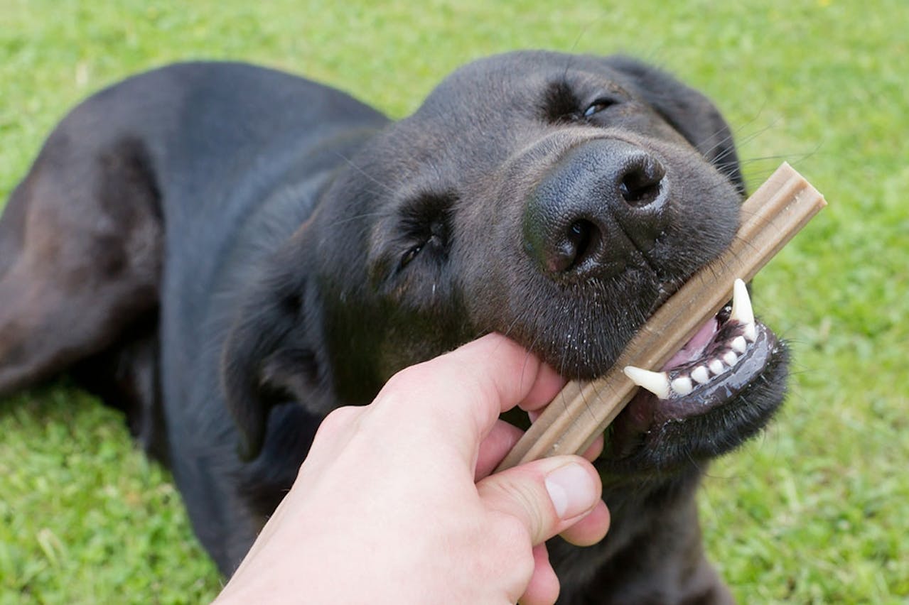 Zahnpflege für Hunde Tierische Tipps von DAS FUTTERHAUS