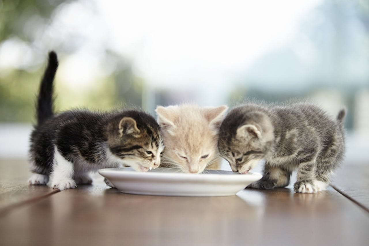 nahrung fur kitten tierische tipps von das futterhaus