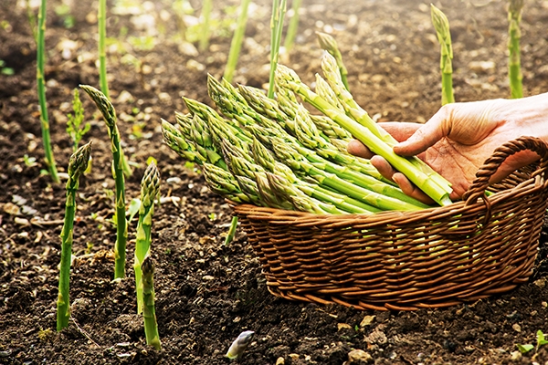 Dürfen Hunde Spargel