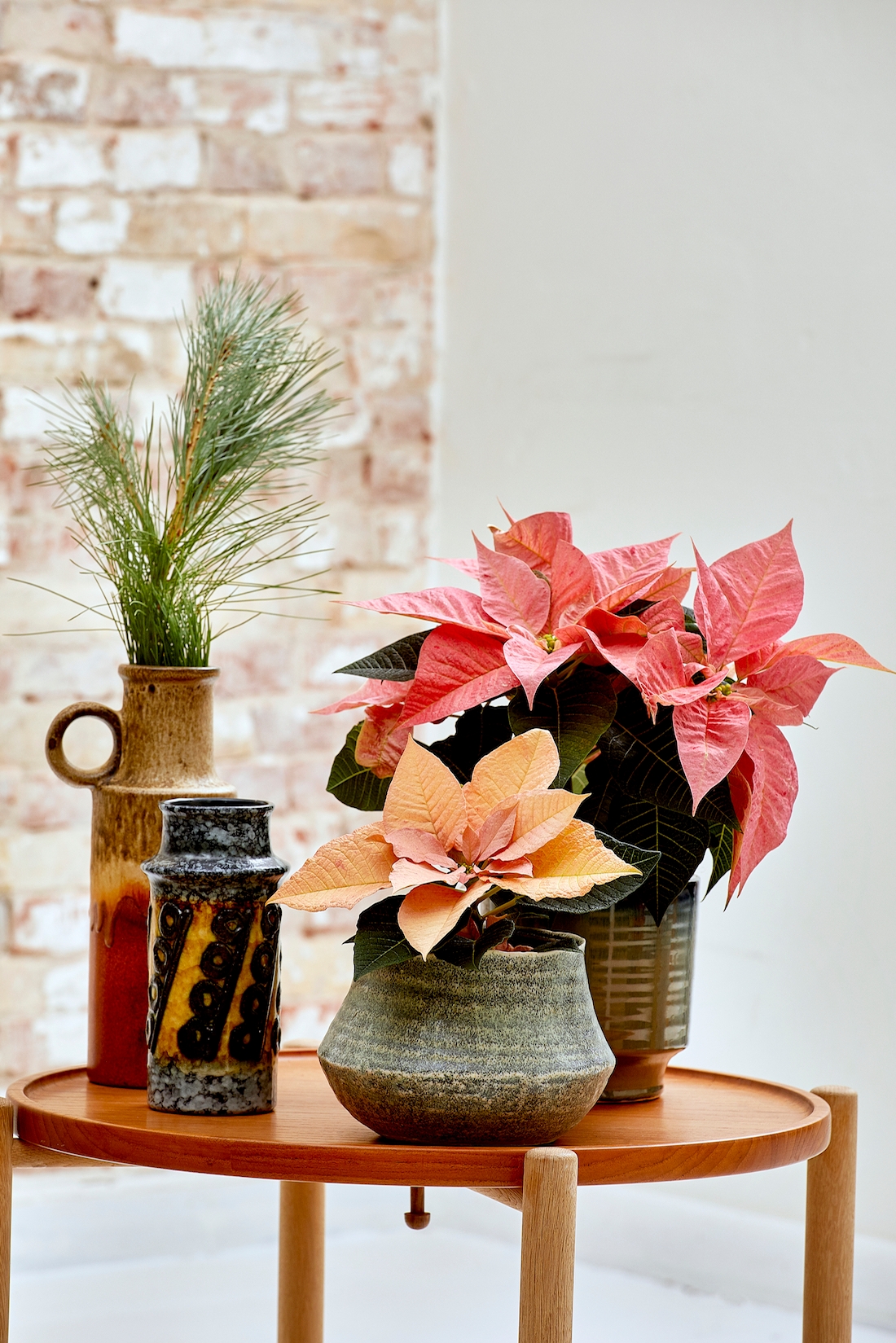 Pianta Stella Di Natale Finta.La Carica Delle 100 E 50 Stelle Di Natale