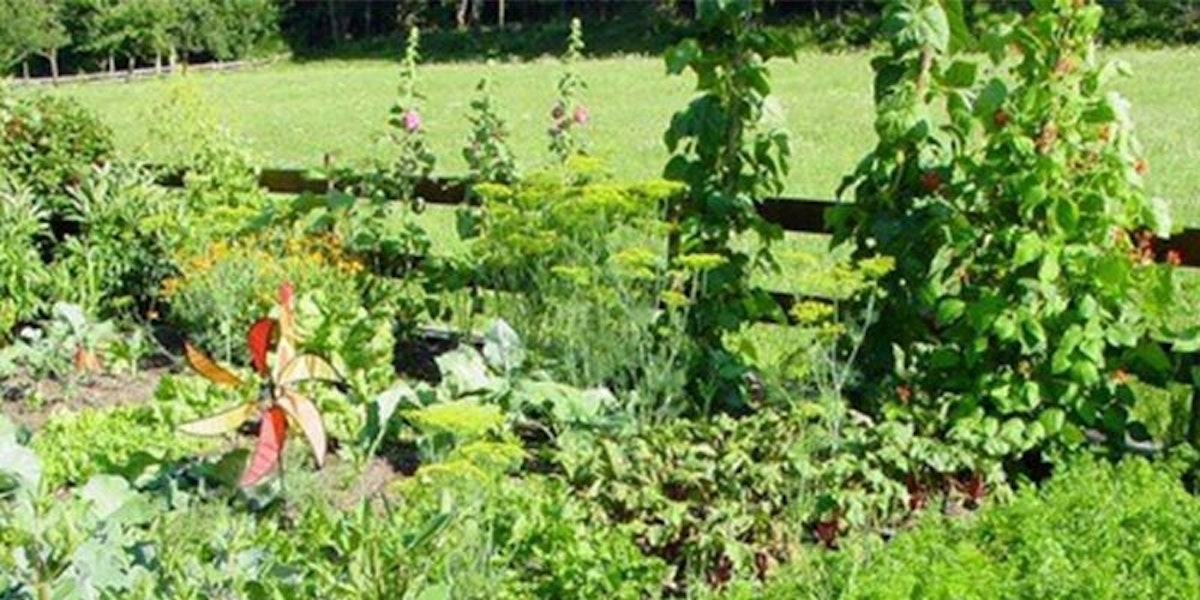 which-plants-vegetables-grow-well-together