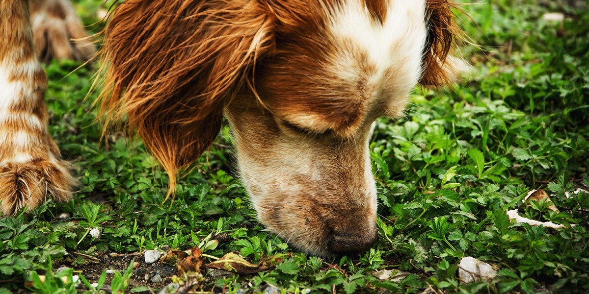 Giardien Hund Erfahrungen