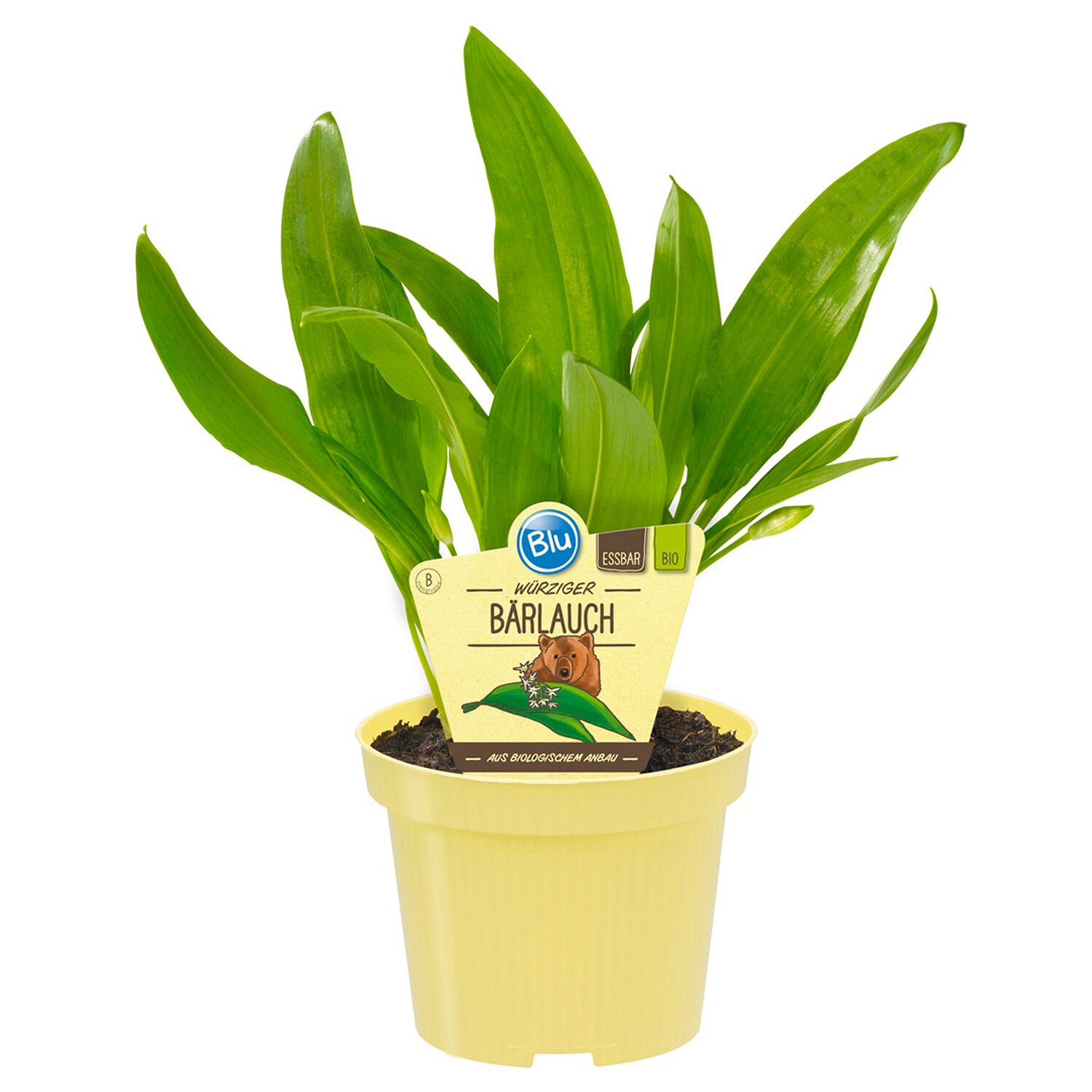 Bio Barlauch Topf O Ca 11 Cm Allium Kaufen Bei Obi