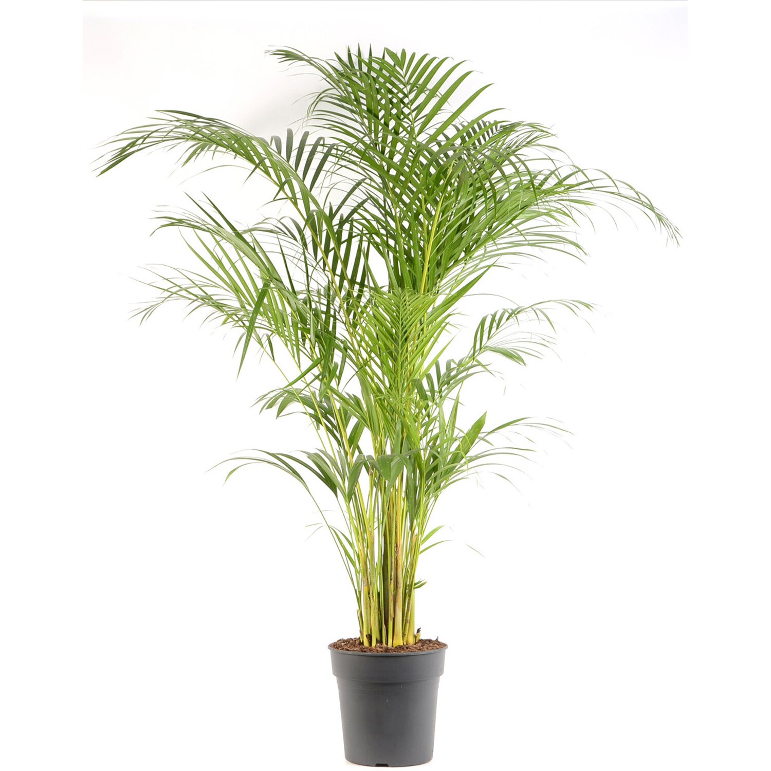 Goldfruchtpalme Hohe 110 1 Cm Topf O Ca 24 Cm Areca Dypsis Lutescens Kaufen Bei Obi
