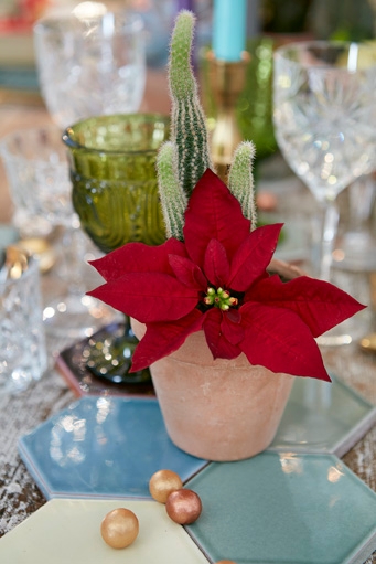 Pianta Stella Di Natale.Hola Que Tal La Stella Di Natale E La Sua Eredita Messicana