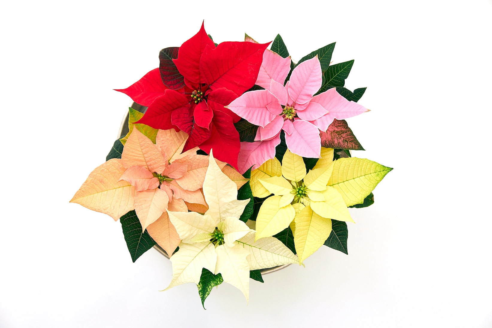 Cura Stella Di Natale Pianta.Prendersi Cura Di Una Stella Di Natale