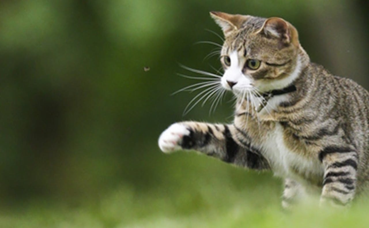 vom stubentiger zum freiganger tierische tipps von das futterhaus