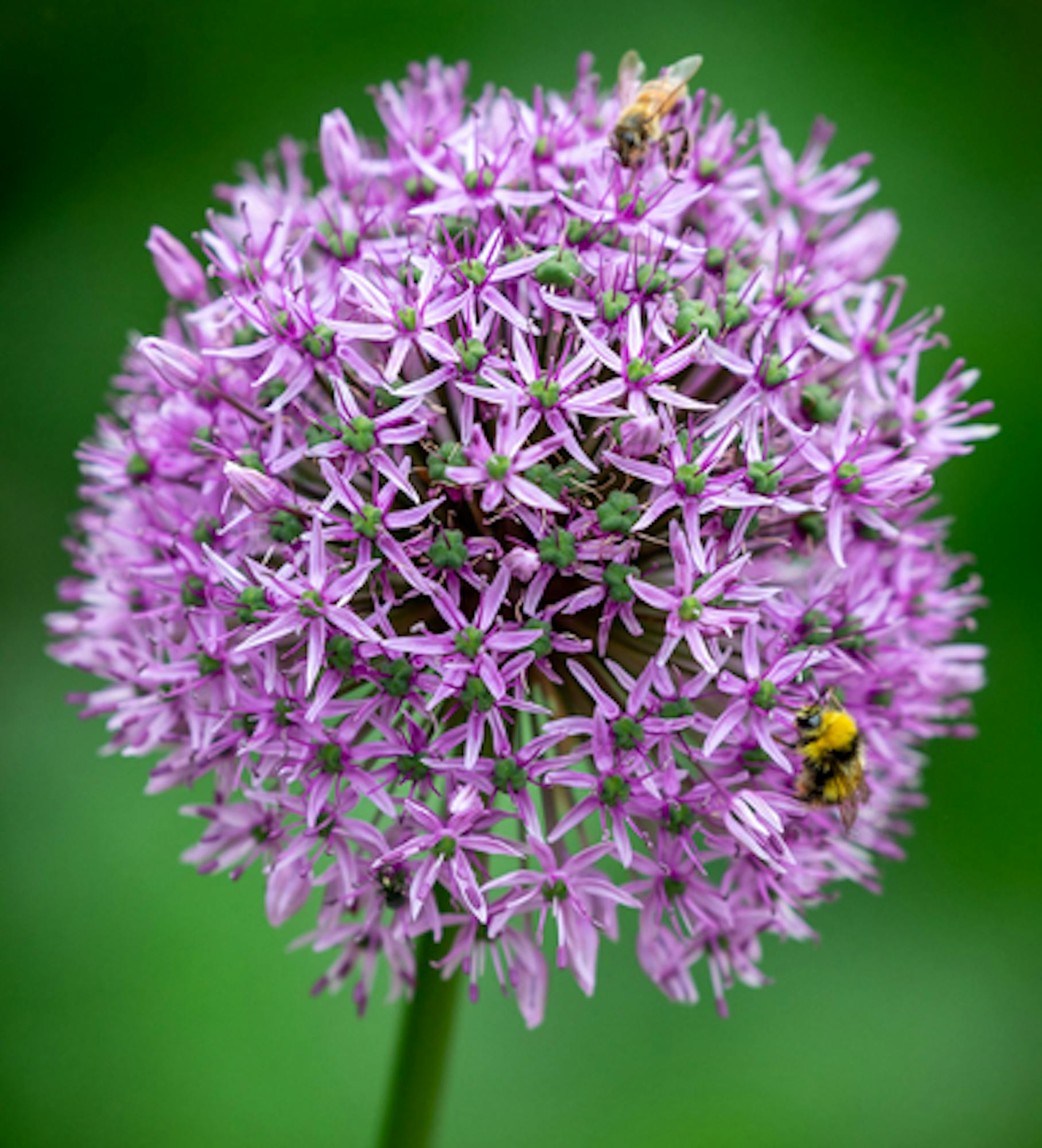 Allium 'Gladiator'