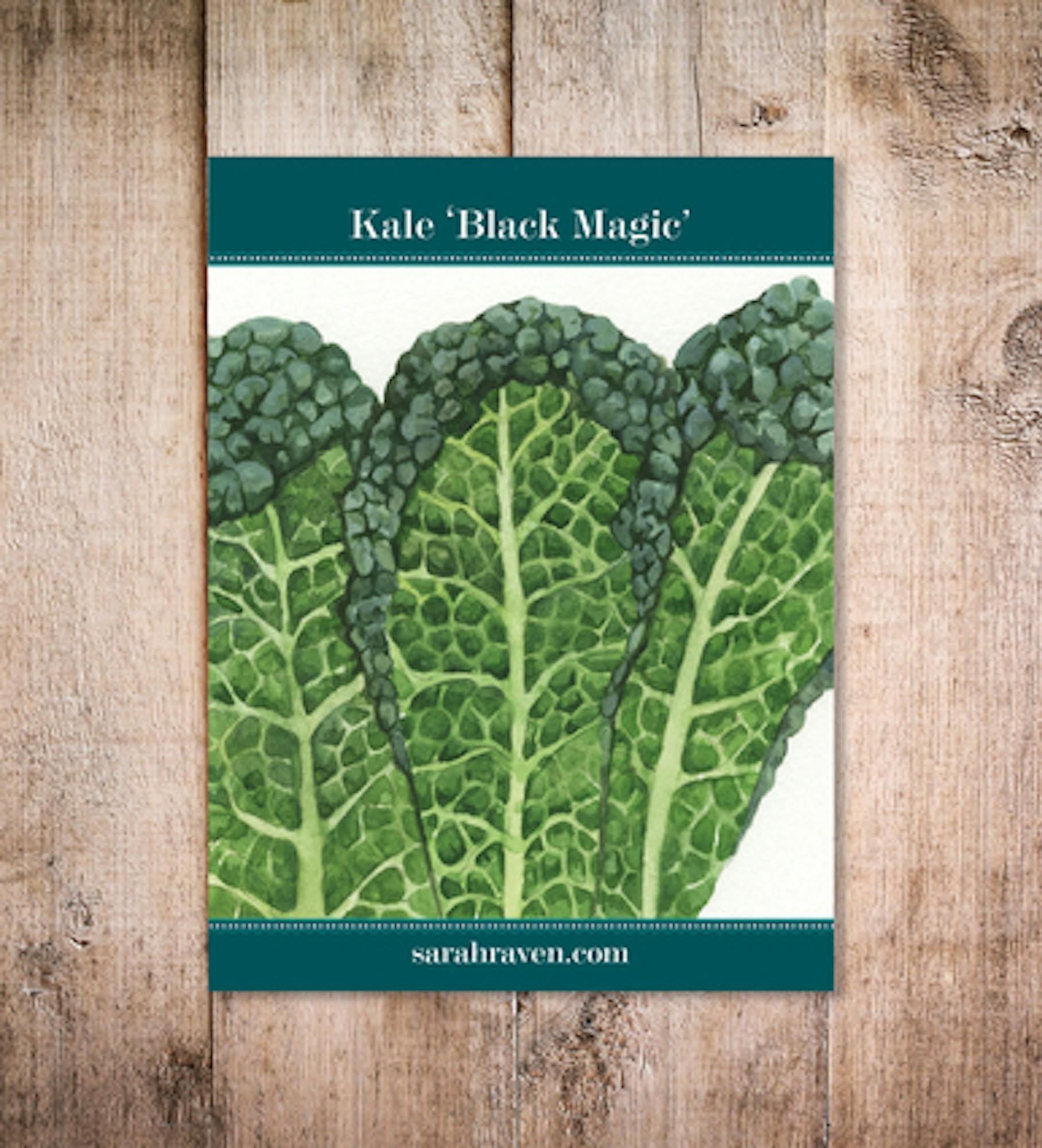 Kale 'Black Magic' F1