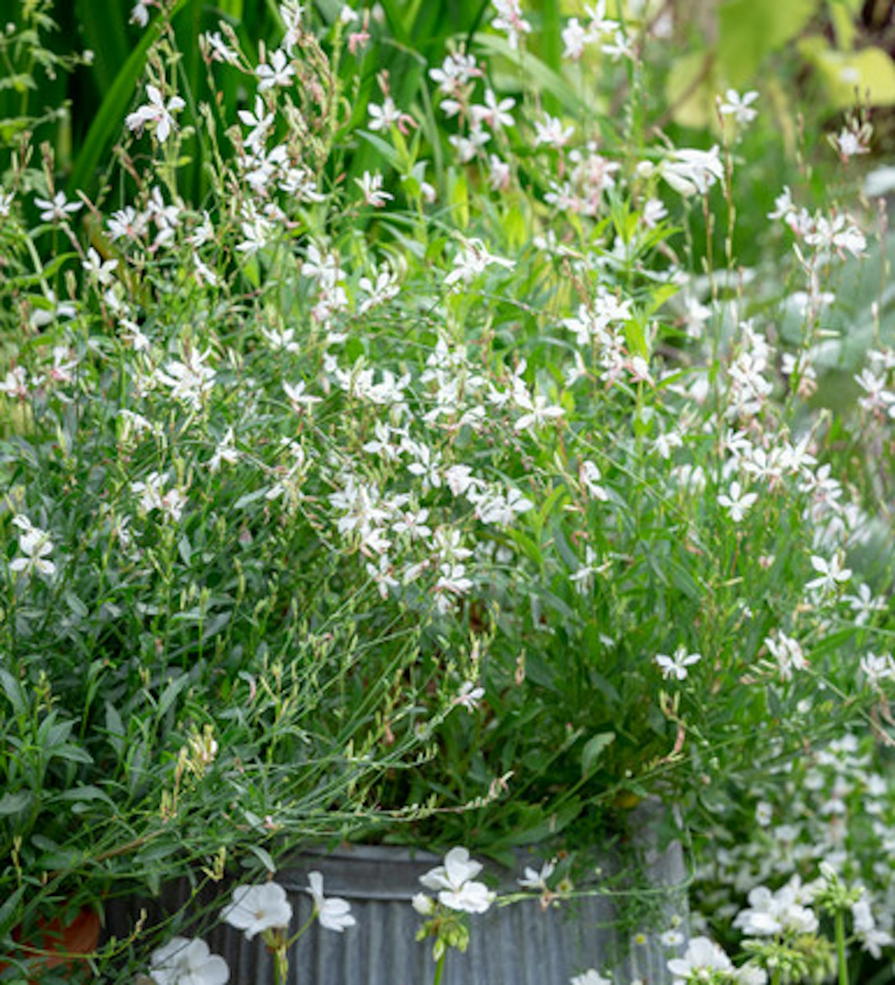 Gaura lindheimeri 'Sparkle White'