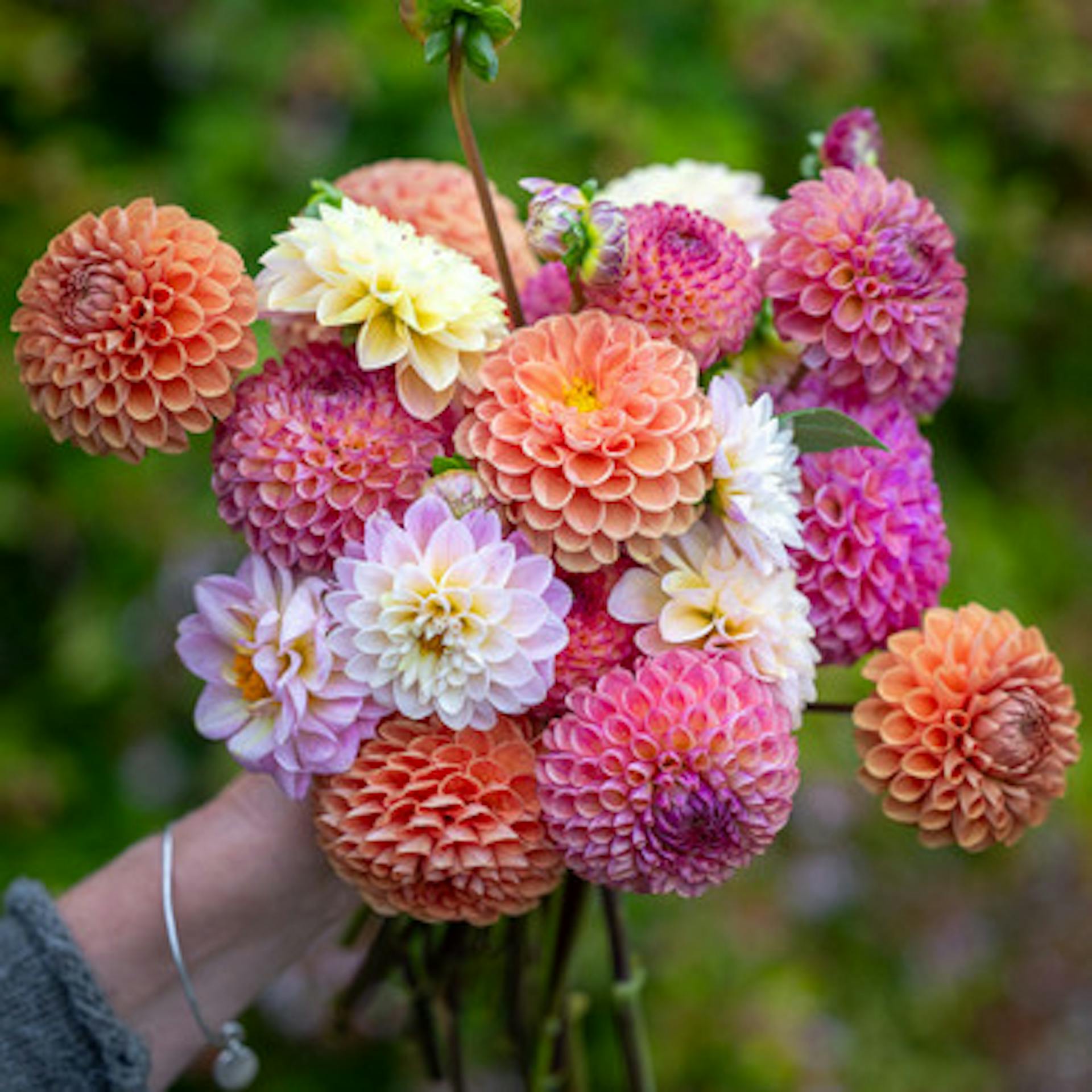 Perfect PomPom Dahlia Collection