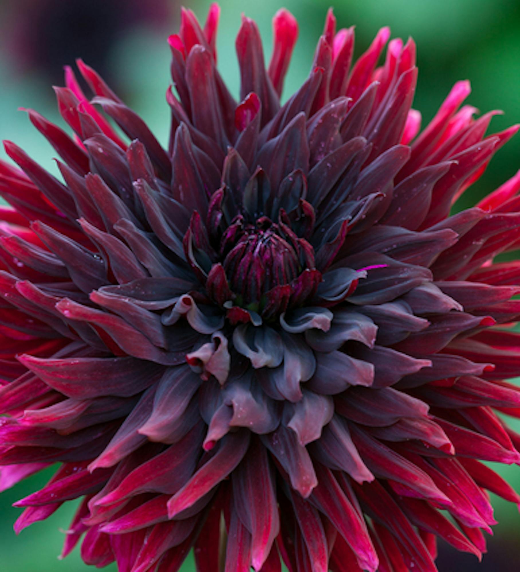 Dahlia 'Black Jack'