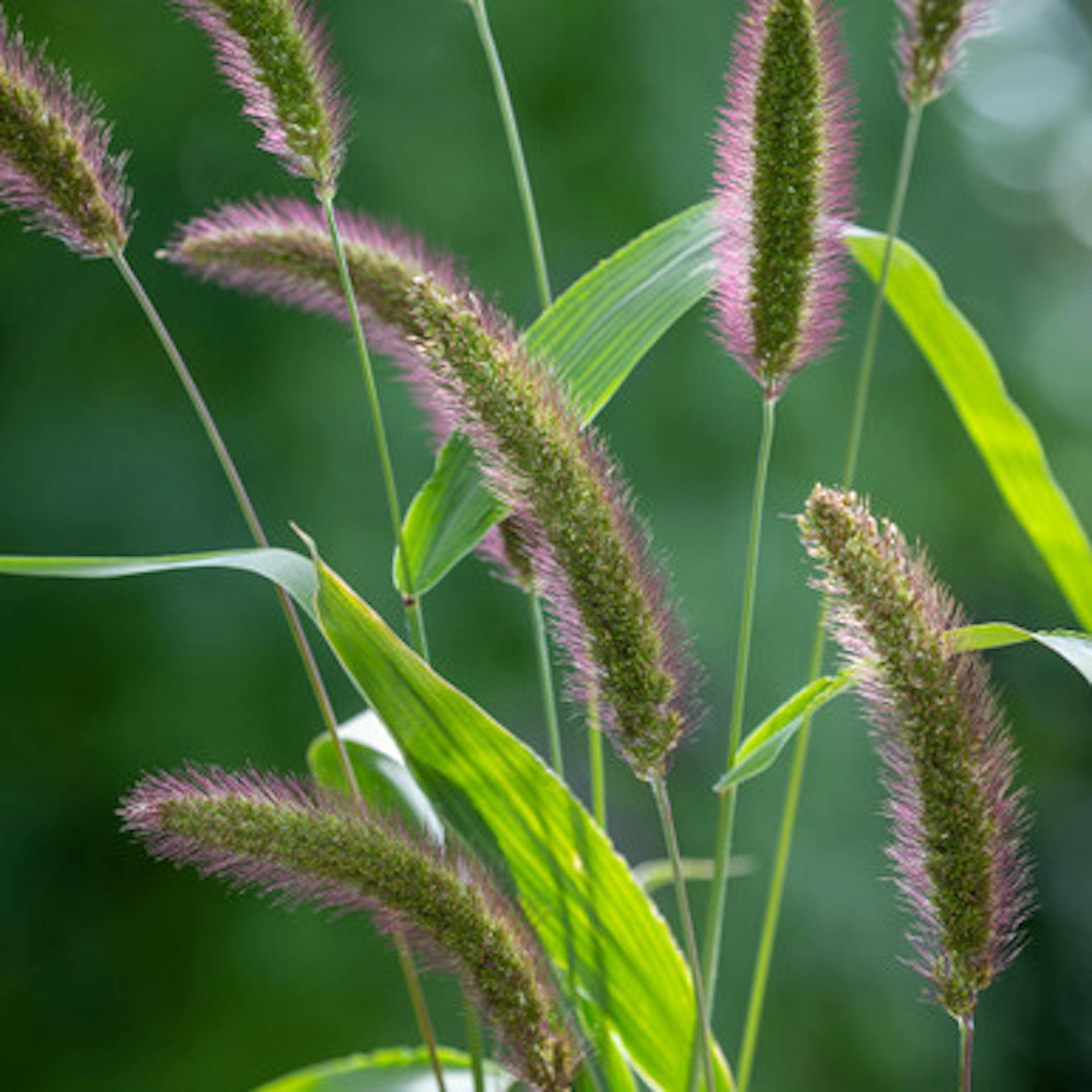 Setaria 'Caramel'