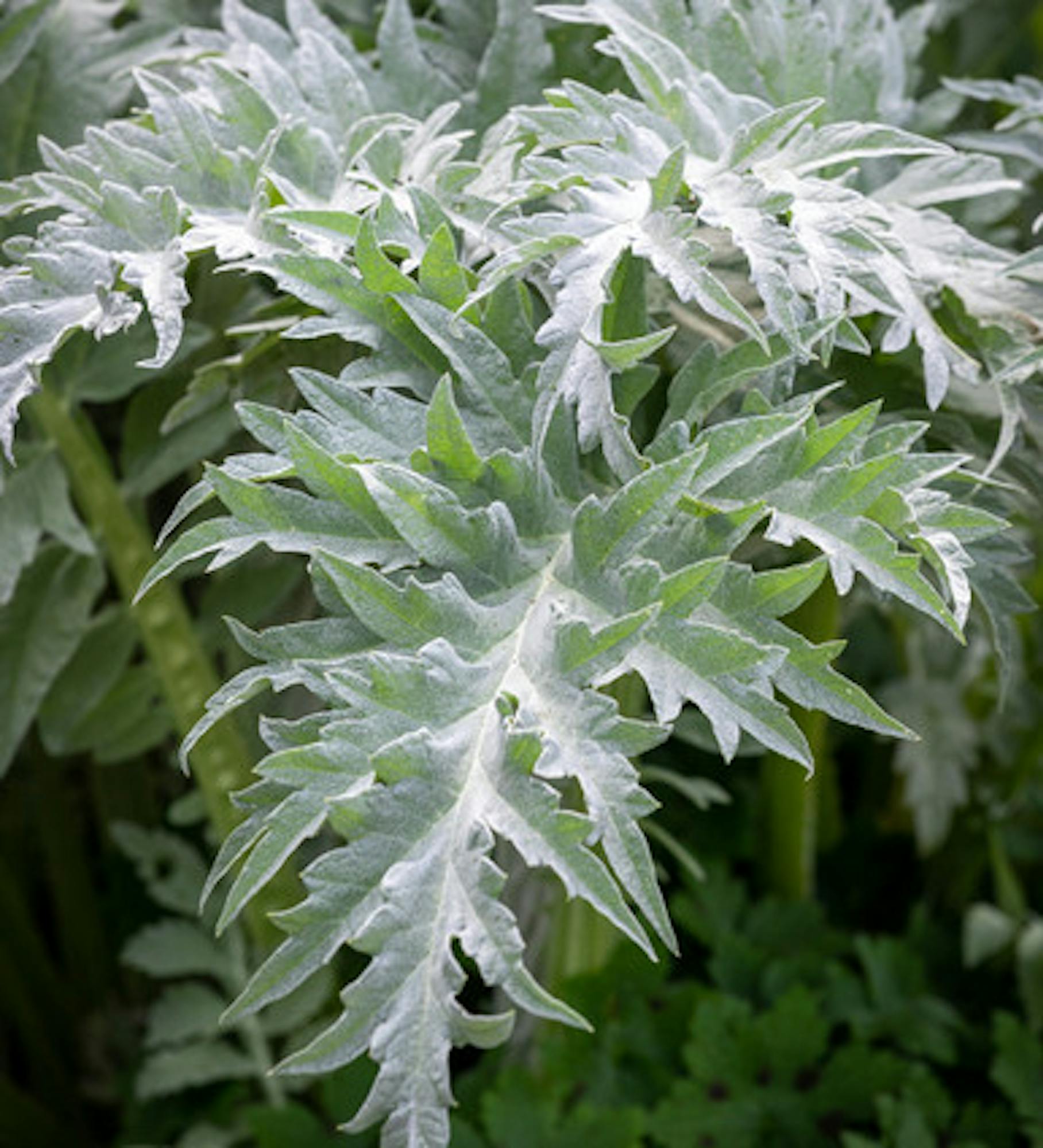 Cynara cardunculus (Cardoon)