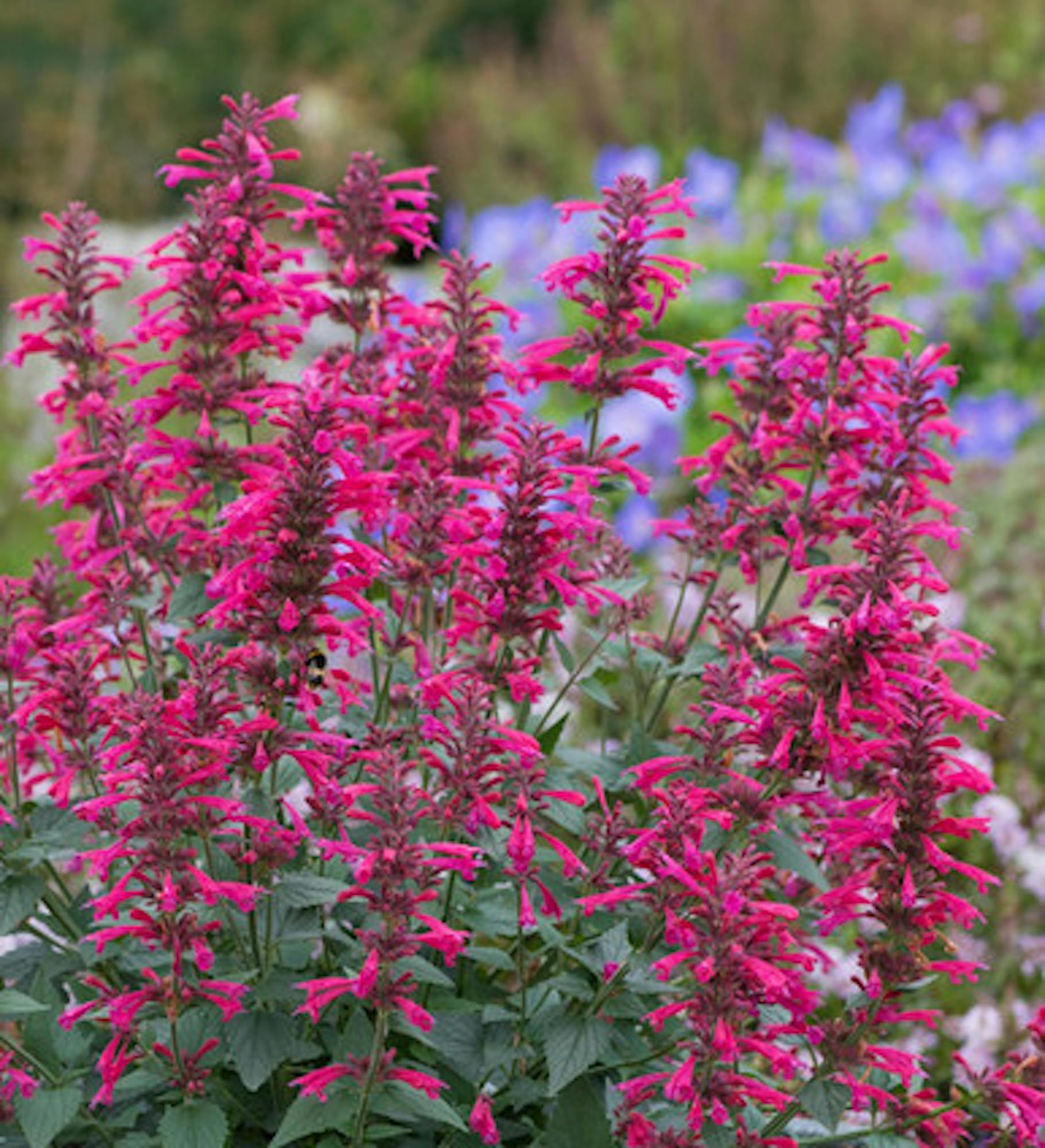 Agastache 'Morello'