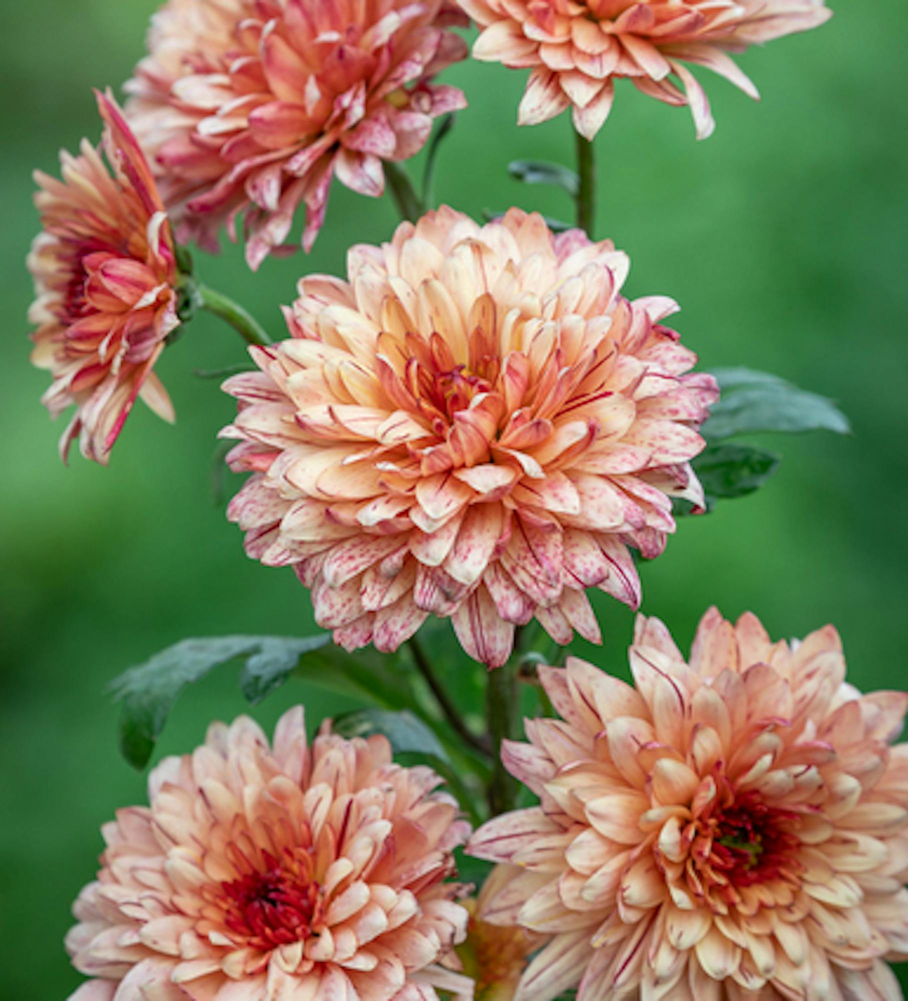 Chrysanthemum 'Pip Salmon'