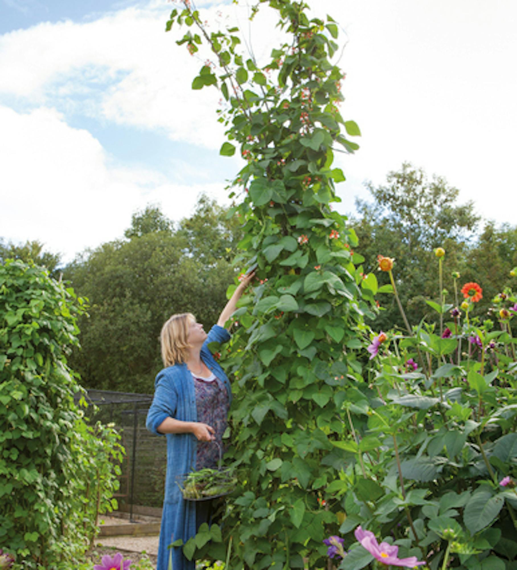 Runner Bean 'Polestar'