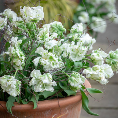 Tulip 'Super Parrot'