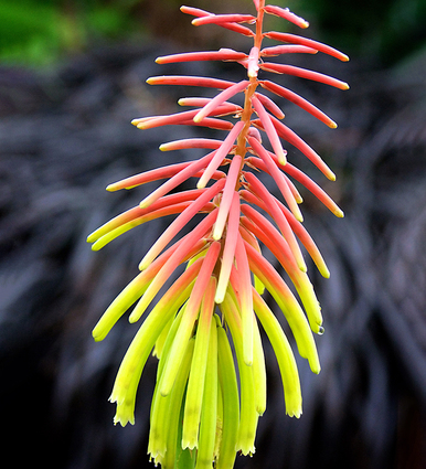 Kniphofia rufa 'Rasta'