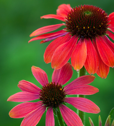 Echinacea 'Sombrero Hot Coral'