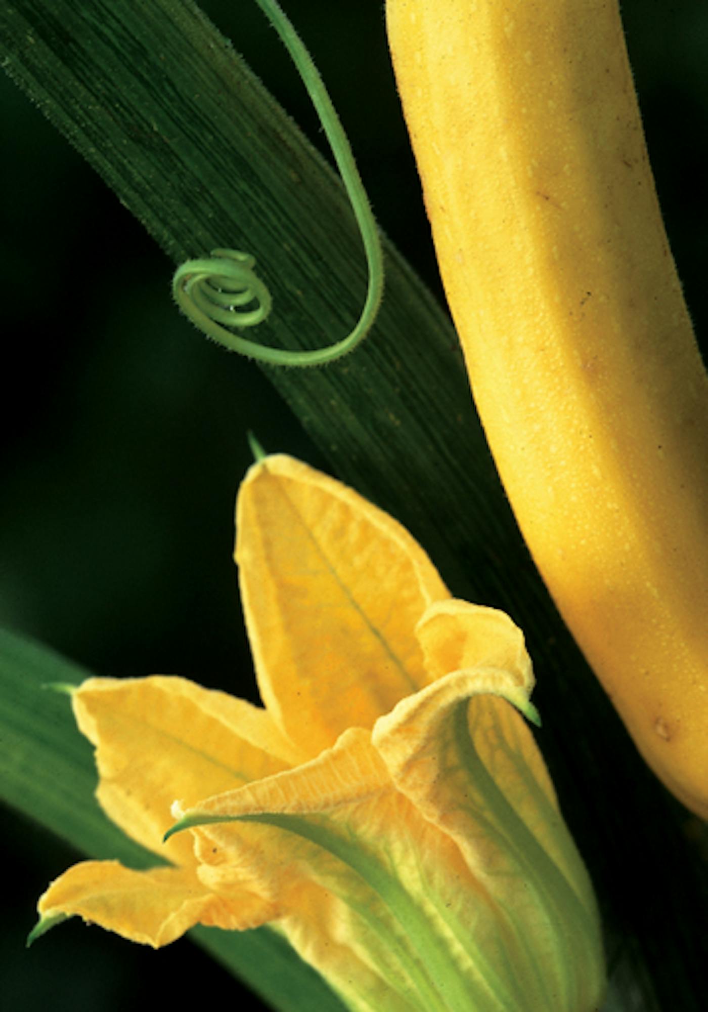 Courgette Collection