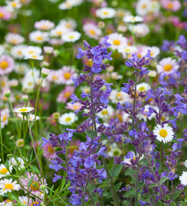 Nepeta x faassenii 'Kit Kat'