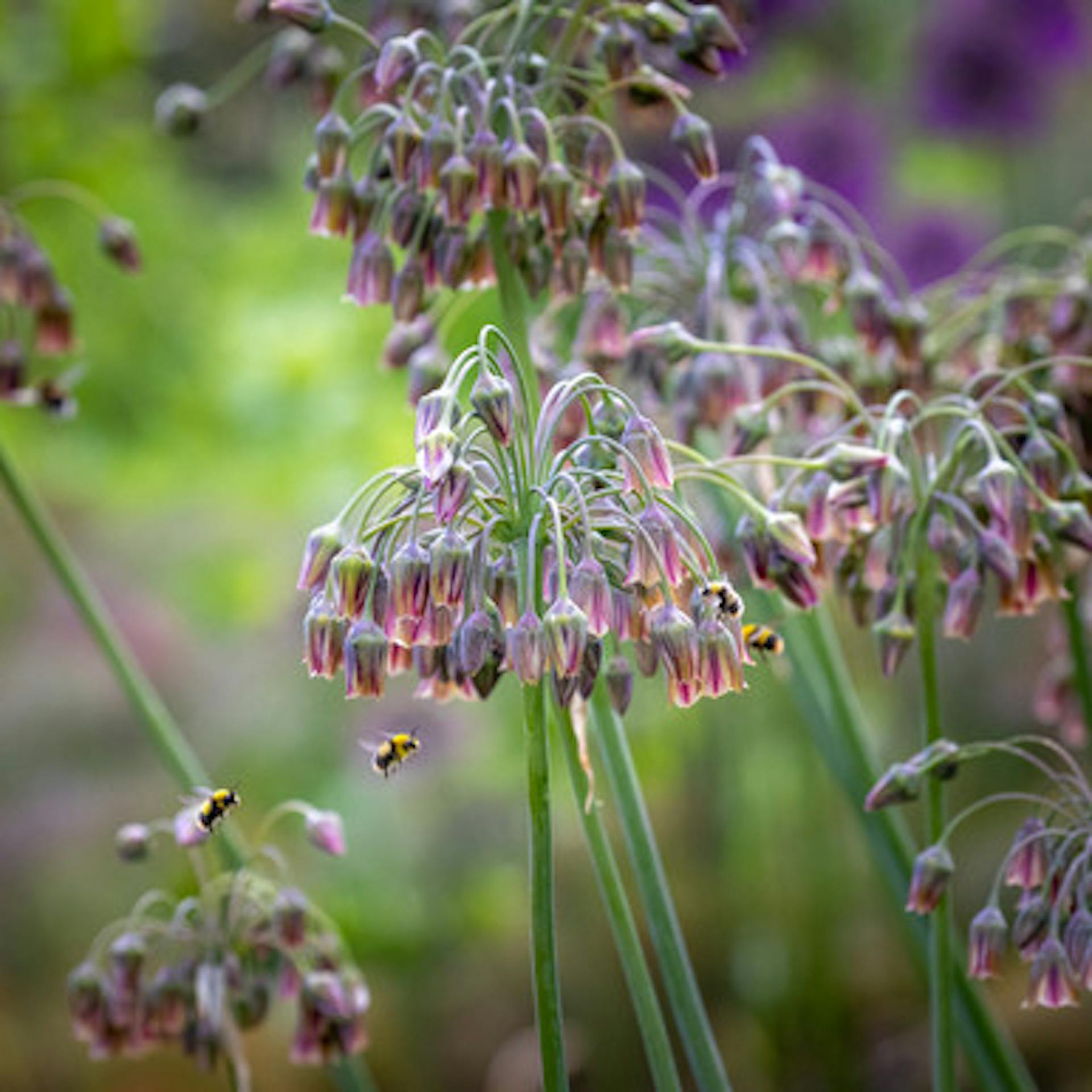 Allium siculum (syn. Nectaroscordum)