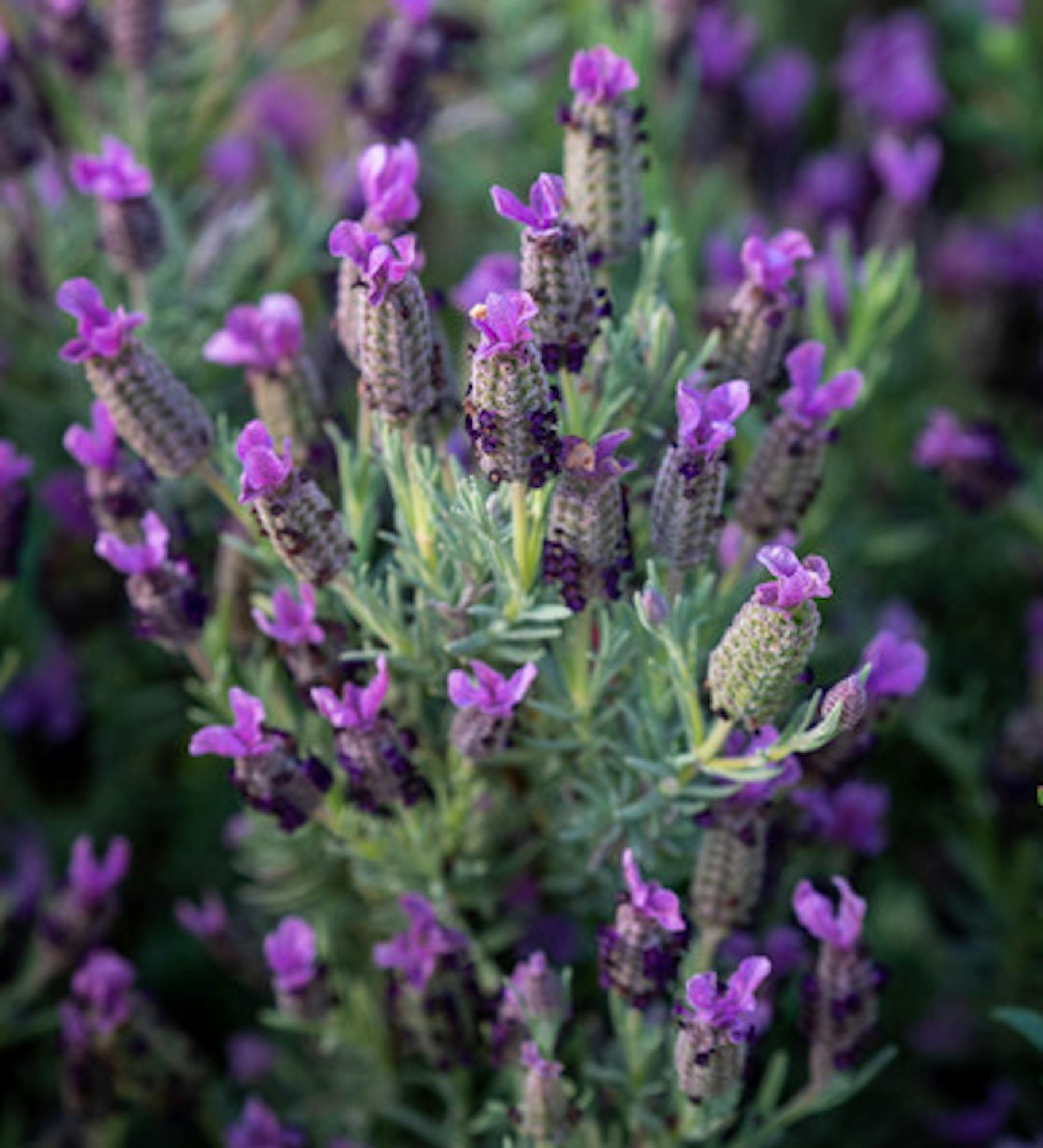 Lavandula stoechas 'Sancho Panza' (French Lavender)