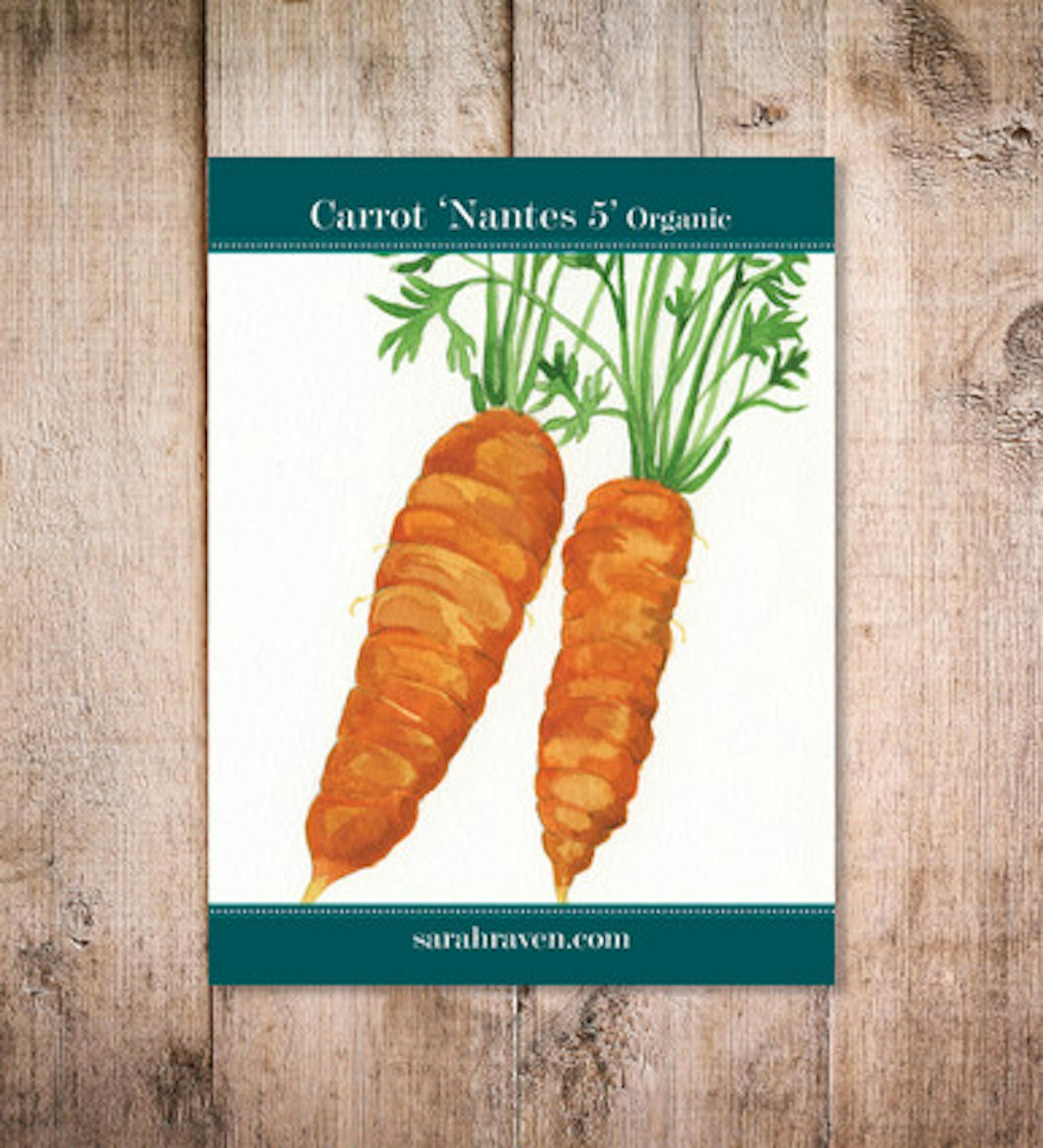 Carrot 'Nantes 5'