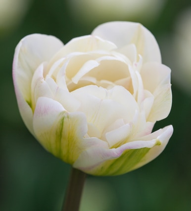 Tulip 'White Mountain'
